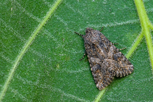 Hadula trifolii - lóherebagoly