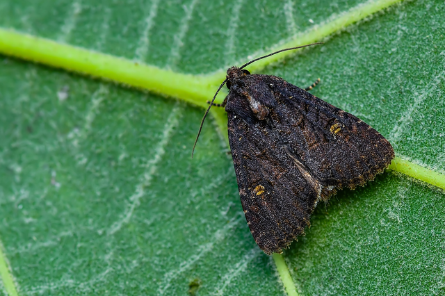 Mesapamea secalella/secalis