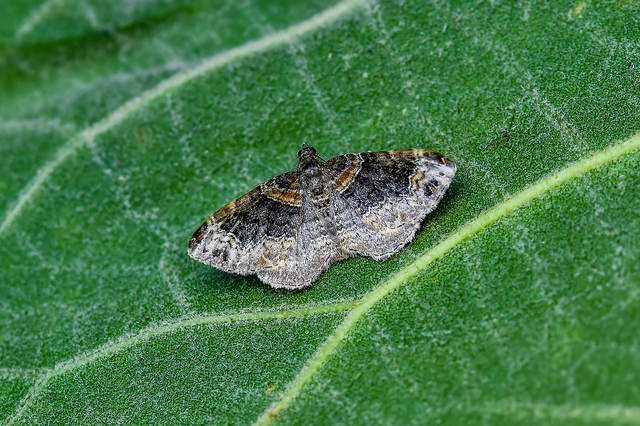 Xanthorhoe ferrugata - kerti tarkaaraszoló