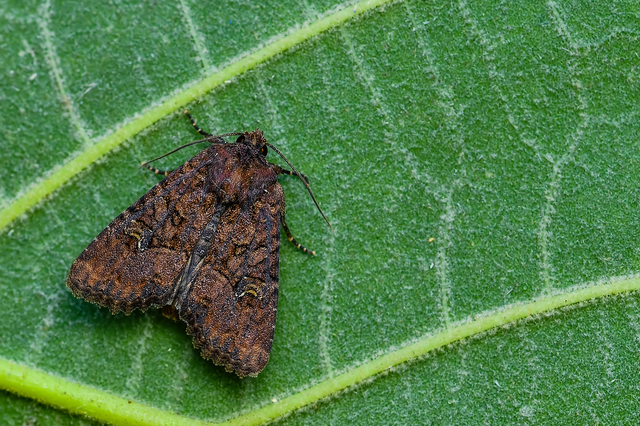 Mesapamea secalella/secalis