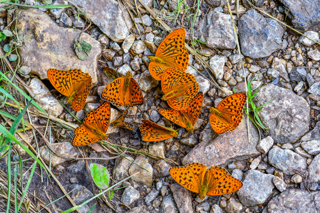 Argynnis paphia - nagy gyöngyházlepke