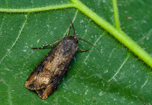 Agrotis ipsilon - nagy földibagoly