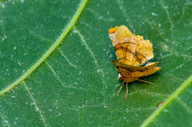 Selenia lunularia - egyfoltos holdasaraszoló