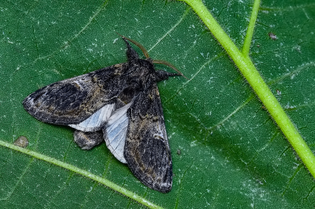 Notodonta tritophus - tarajos púposszövő
