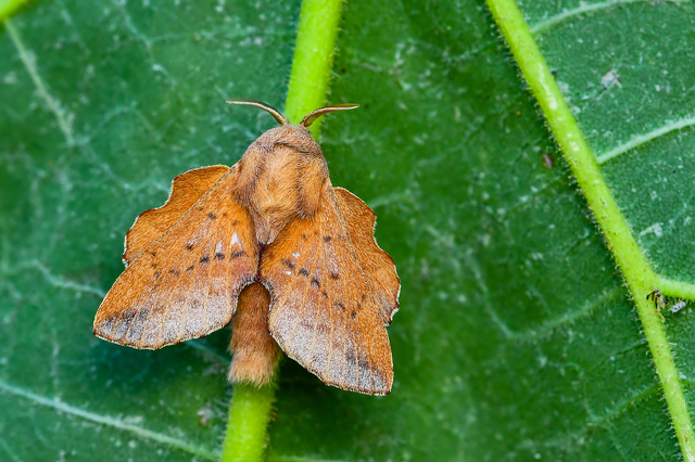 Phyllodesma tremulifolia - nyárlevélpohók
