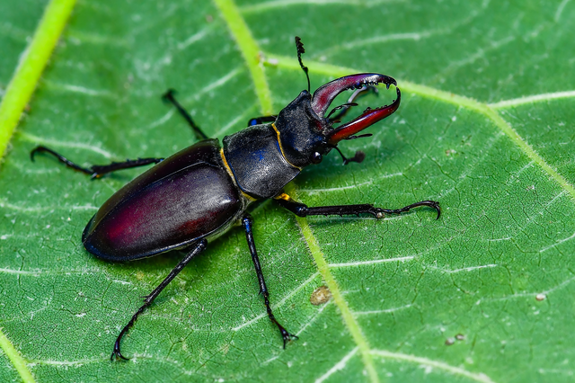 Lucanus cervus - nagy szarvasbogár