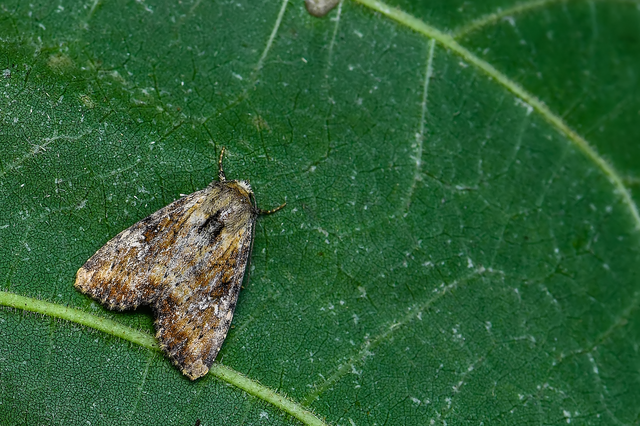 Loscopia scolopacina - csinos dudvabagoly