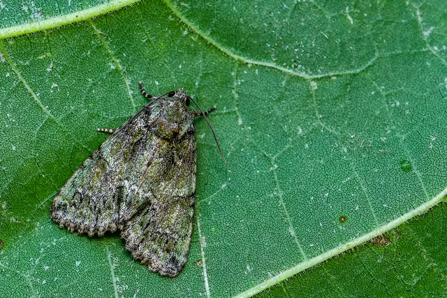 Polyphaenis sericata - selyemfényű erdeibagoly