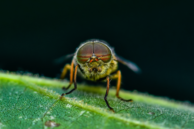 Diptera - Kétszárnyúak