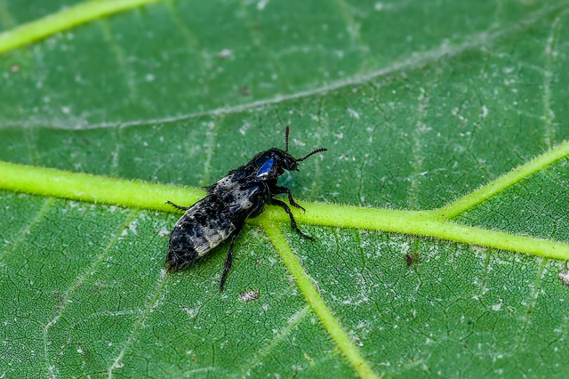 Creophilus maxillosus - dögész holyva