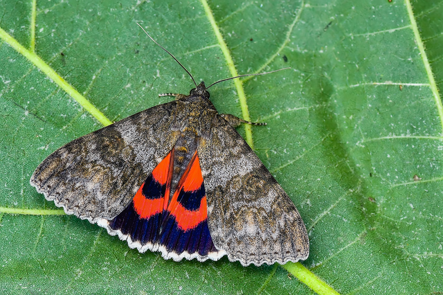 Catocala nupta - piros övesbagoly