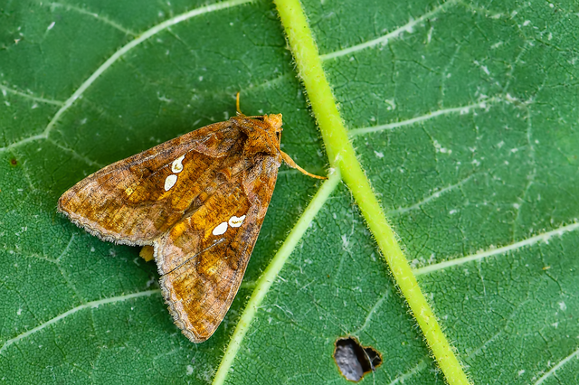 Chrysodeixis chalcites - déli aranybagoly