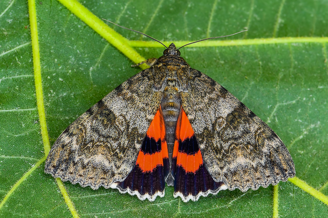 Catocala nupta - piros övesbagoly