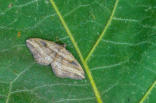 Costaconvexa polygrammata - soksávú araszoló