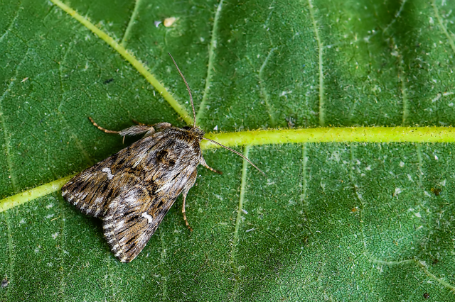 Calophasia lunula - gyújtoványfű-apróbagoly