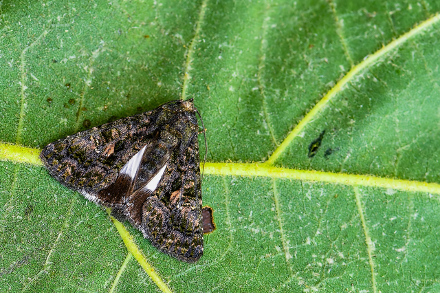 Anophia leucomelas - déli folyófűbagoly