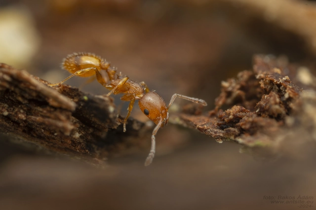 Temnothorax turcicus - sárga kéreghangya