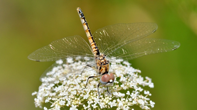 Selysiothemis nigra - vándor árnyszitakötő