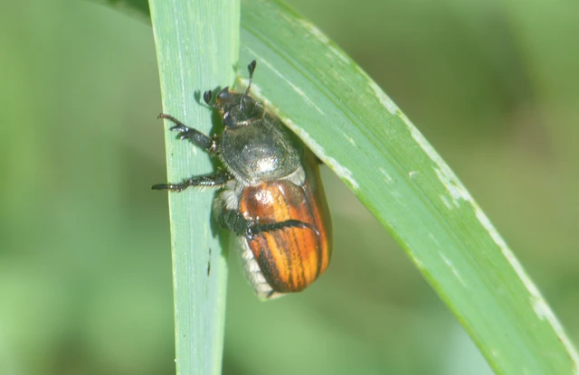 Anisoplia tempestiva - gabonaszipoly