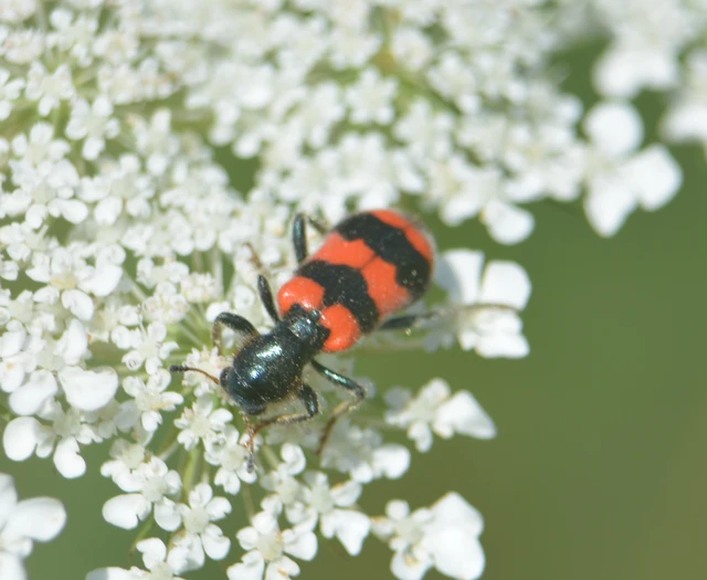 Trichodes apiarius - szalagos méhészbogár