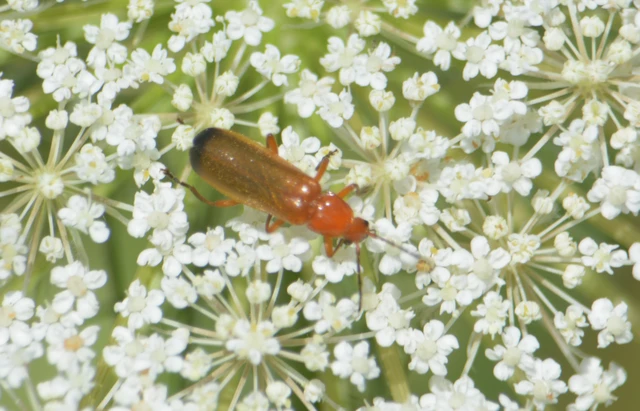 Rhagonycha fulva - feketevégű lágybogár