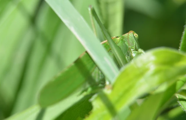 Tettigonia viridissima - zöld lombszöcske