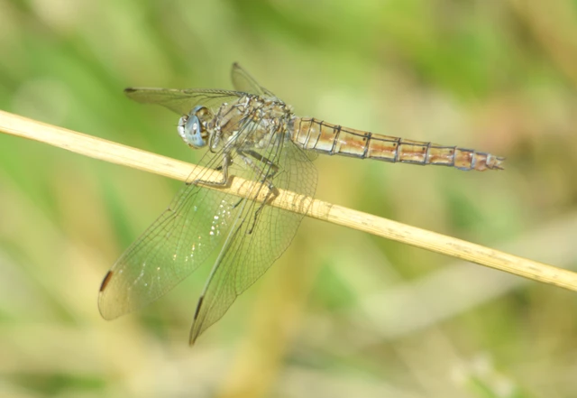 Orthetrum brunneum - pataki pásztorszitakötő