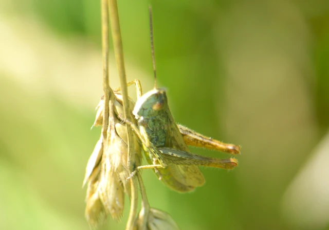 Chorthippus (Glyptobothrus) (subgenus)