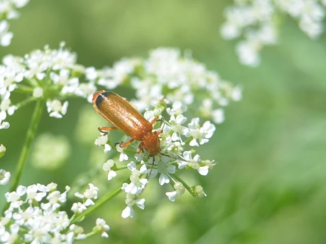 Rhagonycha fulva - feketevégű lágybogár