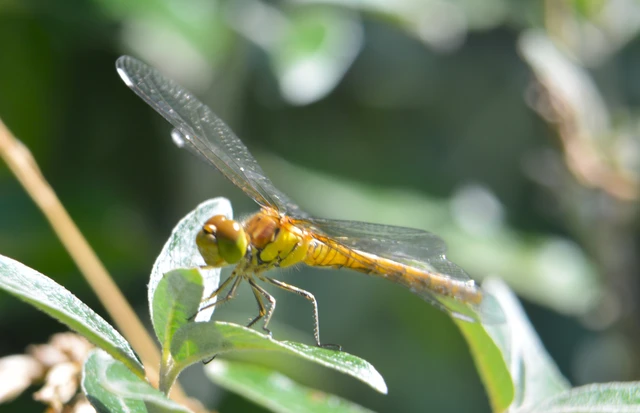 Sympetrum meridionale - fakó katona-szitakötő