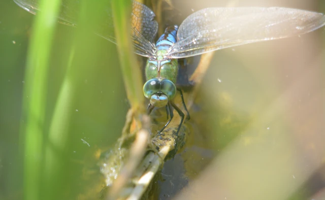 Anax imperator - zöld óriásacsa