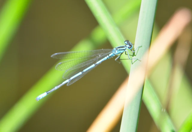 Coenagrion puella - azúrkék légivadász