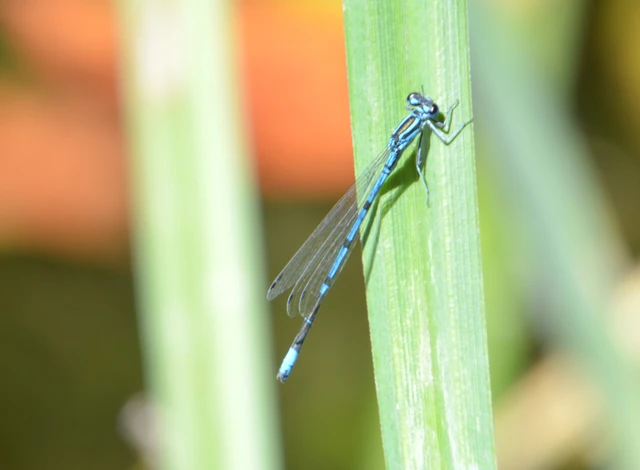 Coenagrion puella - azúrkék légivadász