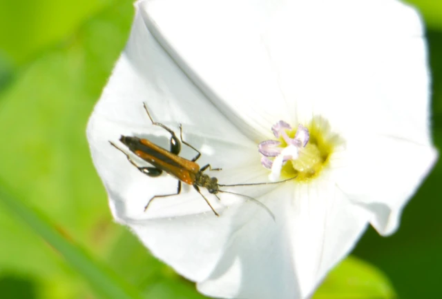 Oedemera femorata - sárgahátú álcincér
