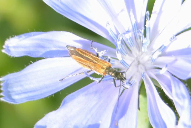 Oedemera femorata - sárgahátú álcincér
