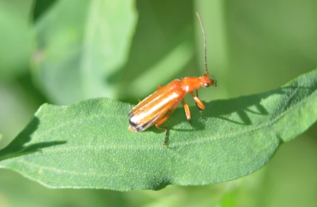 Rhagonycha fulva - feketevégű lágybogár