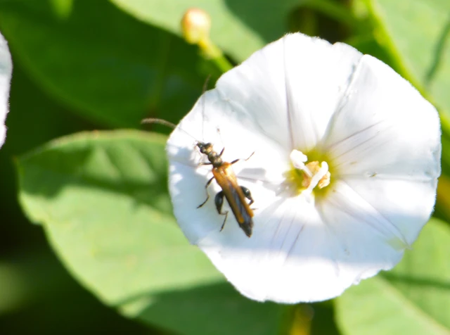 Oedemera femorata - sárgahátú álcincér