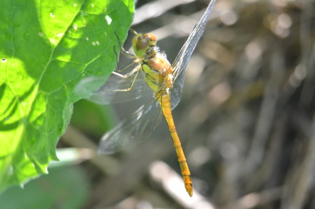 Sympetrum striolatum/vulgatum