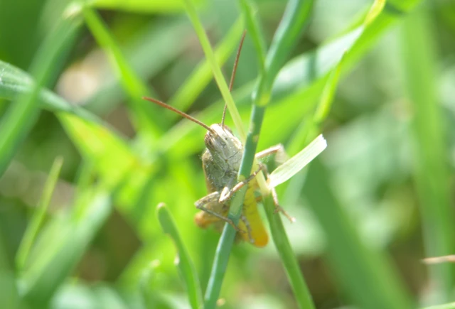 Chorthippus (Glyptobothrus) (subgenus)