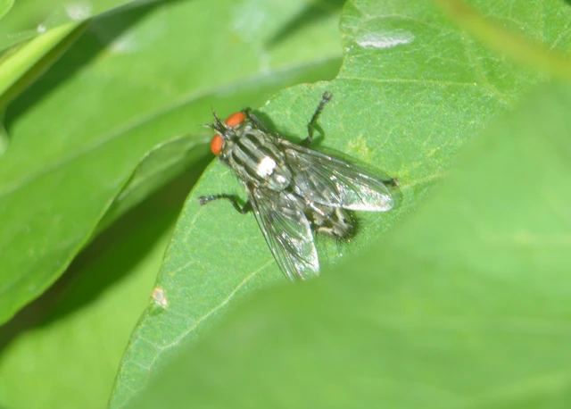 Sarcophagidae - húslégyfélék