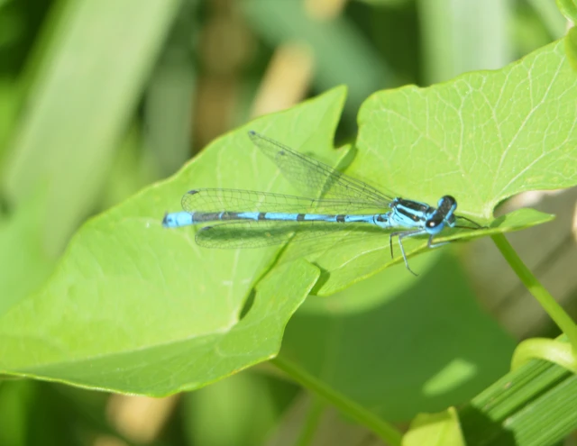 Coenagrion puella - azúrkék légivadász