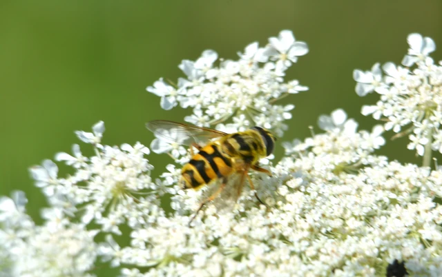 Myathropa florea - halálfejes odúlégy