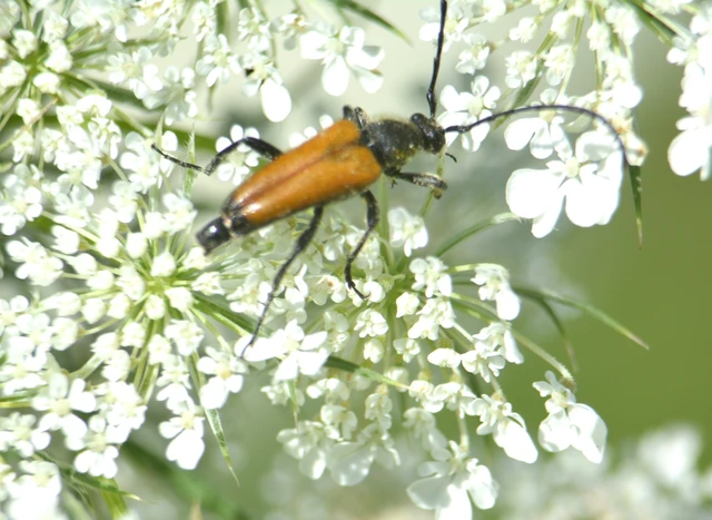 Stictoleptura fulva - vörhenyes virágcincér