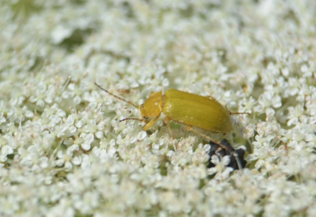 Cteniopus sulphureus - közönséges kénbogár