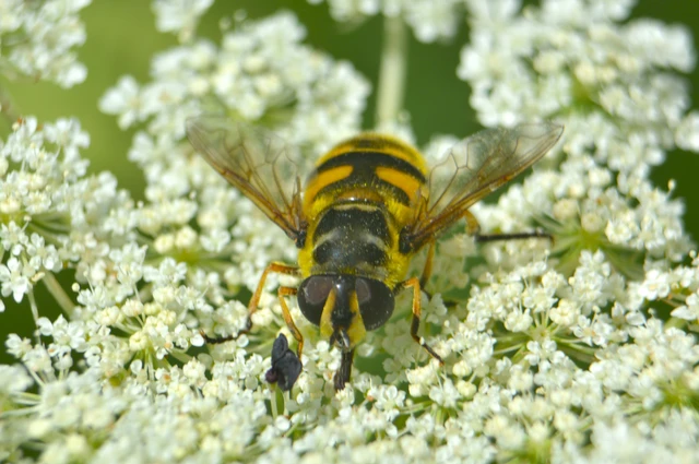 Myathropa florea - halálfejes odúlégy