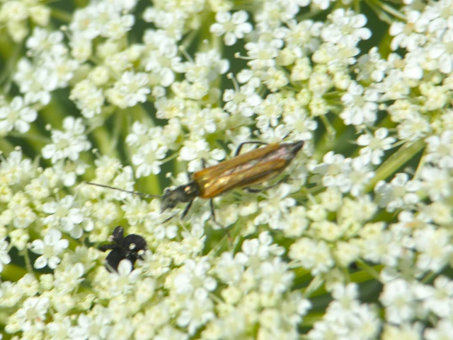 Oedemera femorata - sárgahátú álcincér