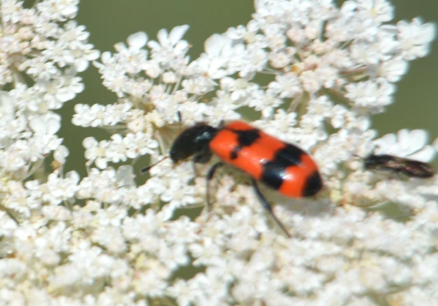 Trichodes apiarius - szalagos méhészbogár