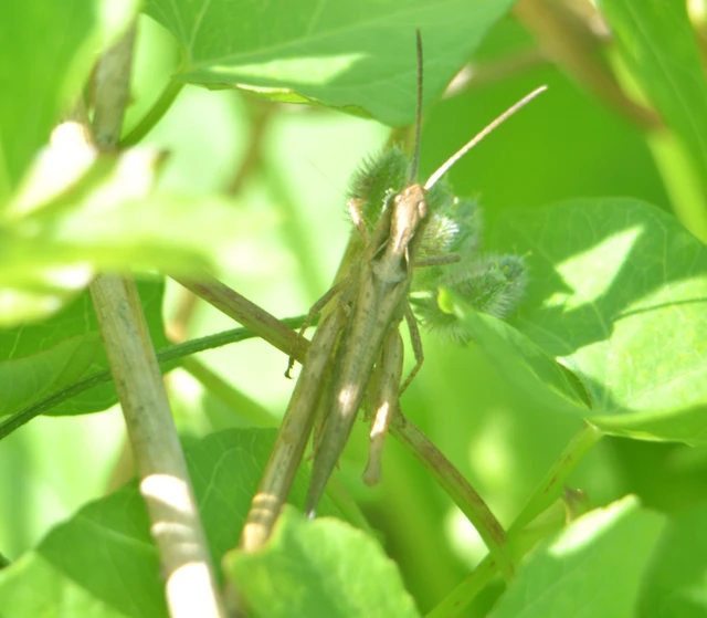 Chorthippus (Glyptobothrus) (subgenus)