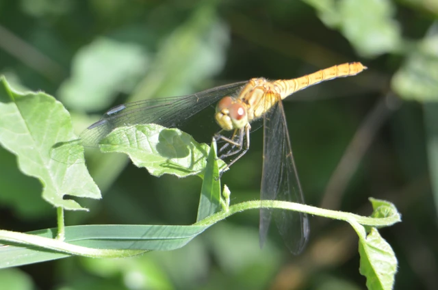 Sympetrum meridionale - fakó katona-szitakötő