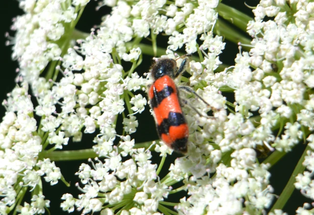 Trichodes apiarius - szalagos méhészbogár